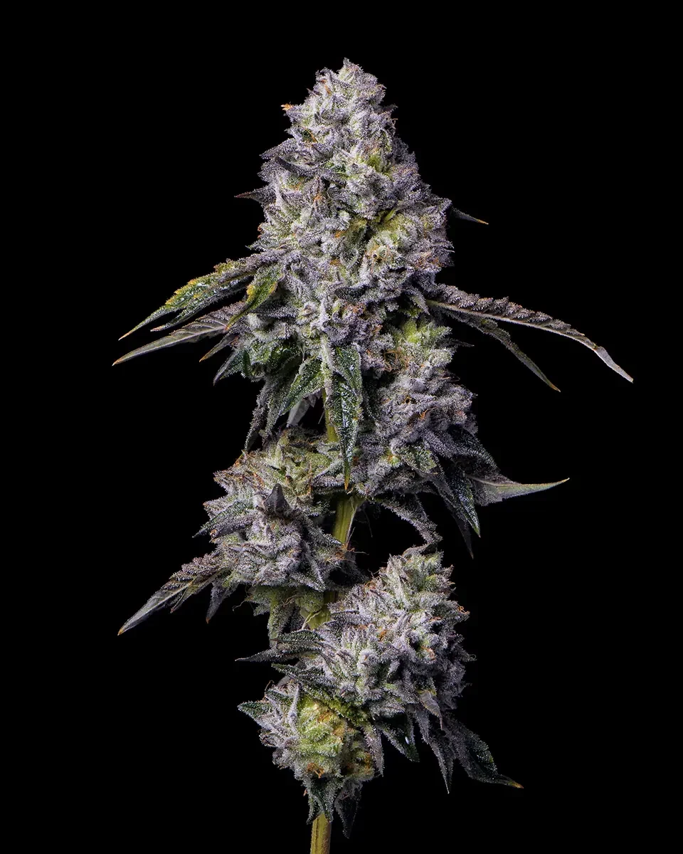 Lemonnade Cannabis Dispensary Green Wednesday Deals